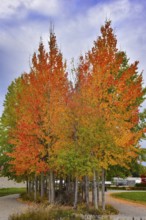 Aspen, (Populus tremula) in an urban park in Augsburg, administrative district of Swabia, Bavaria,