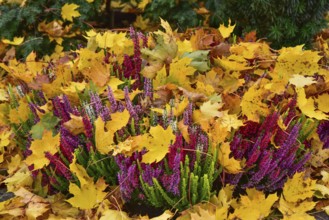 Broom heath (Calluna vulgaris) or Erika covered with autumn leaves in a cemetery in Bavaria,