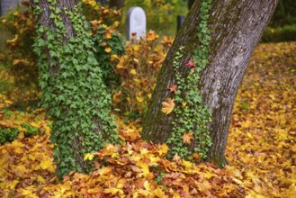 Ivy (Hedera helix) on a tree in a cemetery in Bavaria, Germany