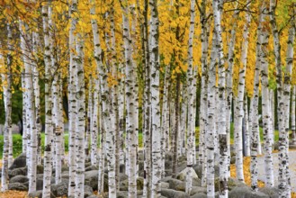 Birch trees (Betula) in a municipal park in Augsburg, administrative district of Swabia, Bavaria,