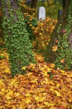 Ivy (Hedera helix) on a tree in a cemetery in Bavaria, Germany