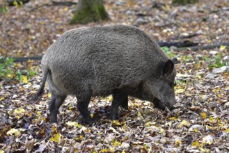 Wild boar (Sus scrofa), also known as wild boar, searching for food in a forest clearing in