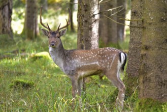 Fallow deer with magnificent antler shovels (Dama dama) in autumn forest in Bavaria, Germany