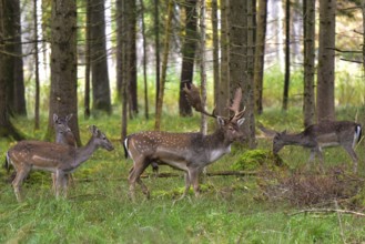 Fallow deer with magnificent antler shovels (Dama dama) in an autumn forest surrounded by its herd