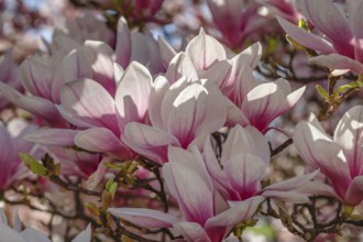 Magnolia tree, Bad Cannstatt, Stuttgart, Baden-Württemberg Germany