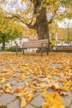 Lonely park bench under a tree on a rocky square full of fallen leaves, Sindelfingen, Böblingen