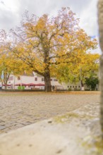 Large tree with bright autumn leaves in front of bright buildings and sky, Sindelfingen, Böblingen