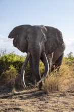 African elephant (Loxodonta africana) the famous Super Tusker elephant Craig, old male with long