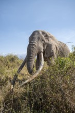 African elephant (Loxodonta africana) eats leaves, the famous Super Tusker elephant Craig, old male