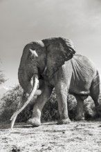 African elephant (Loxodonta africana) the famous Super Tusker elephant Craig, old male with long