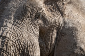 African elephant (Loxodonta africana) detail with eye, animal portrait, the famous Super Tusker