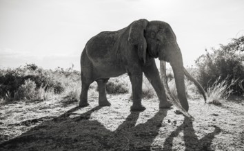 African elephant (Loxodonta africana) the famous Super Tusker elephant Craig, old male with long