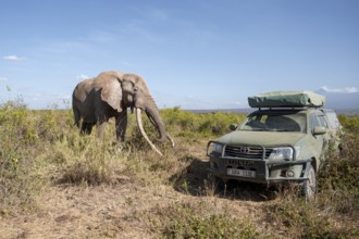 Off-road vehicle with African elephant (Loxodonta africana) the famous Super Tusker elephant Craig,