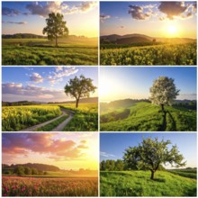 Collage of spring and summer landscapes, blooming flowers, green meadows and trees, hilly landscape