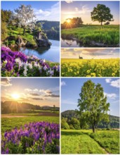 Collage of spring and summer landscapes, blooming flowers, green meadows and trees, hilly landscape