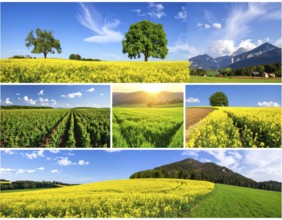 Collage of spring and summer landscapes, blooming flowers, green meadows and trees, hilly landscape