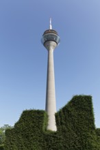 Rheinturm, Fernsehturm, hedge with geometric topiary, Düsseldorf, North Rhine-Westphalia, Germany