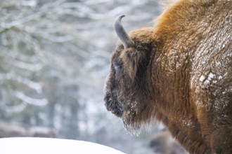 European bison (Bison bonasus) or Wisent portrait in winter, snow, Bavaria, Germany