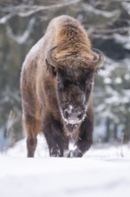 European bison (Bison bonasus) or Wisent standing on a meadow next to the forest in winter, snow,