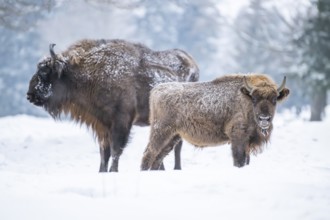 European bison (Bison bonasus) or Wisent mother with her calf standing on a meadow next to the
