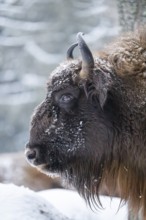 European bison (Bison bonasus) or Wisent portrait in winter, snow, Bavaria, Germany