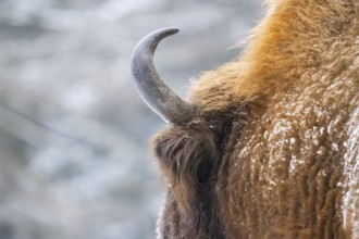 European bison (Bison bonasus) or Wisent detail in winter, snow, horn, Bavaria, Germany