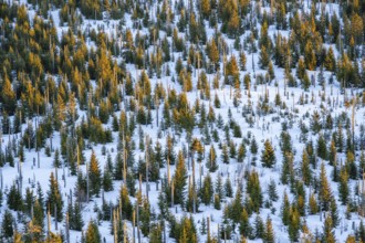 Norway spruce (Picea abies) trees and dead tree trunks from an aerial perspective at sunrise in