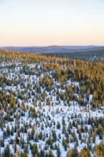 Norway spruce (Picea abies) trees and dead tree trunks from an aerial perspective at sunrise in