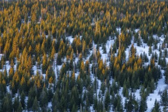 Norway spruce (Picea abies) trees and dead tree trunks from an aerial perspective at sunrise in