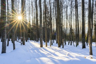 European beech or common beech (Fagus sylvatica) with the moring sun coming through the trees in