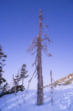 Trees standing at Mount Lusen in the bavarian forest at sunrise at winter, Bavaria, Germany