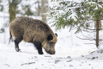Wild boar (Sus scrofa) standing in a forest in winter, snow, Bavaria, Germany