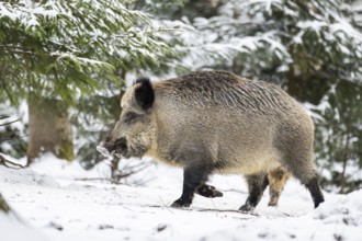 Wild boar (Sus scrofa) walking in a forest in winter, snow, Bavaria, Germany