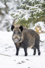 Wild boar (Sus scrofa) standing in a forest in winter, snow, Bavaria, Germany