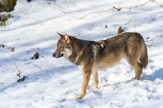 European gray wolf (Canis lupus lupus) standing in a forest in winter, snow, Bavaria, Germany