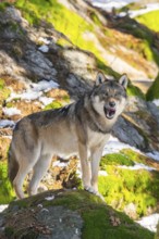 European gray wolf (Canis lupus lupus) standing in a forest in winter, snow, Bavaria, Germany