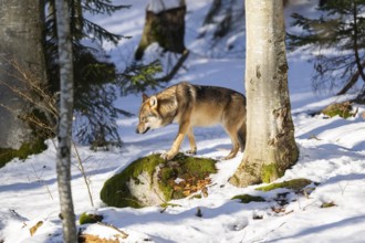 European gray wolf (Canis lupus lupus) walking in a forest in winter, snow, Bavaria, Germany
