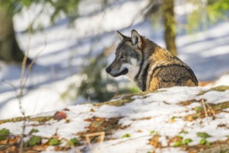 European gray wolf (Canis lupus lupus) lying in a forest in winter, snow, Bavaria, Germany