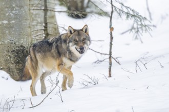 European gray wolf (Canis lupus lupus) walking in a forest in winter, snow, Bavaria, Germany