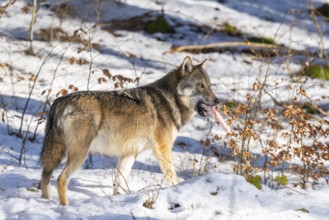 European gray wolf (Canis lupus lupus) standing in a forest in winter, snow, Bavaria, Germany