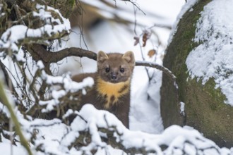European pine marten (Martes martes) standing in the snow in winter, National Park Bavarian Forest,