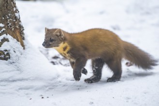 European pine marten (Martes martes) running in the snow in winter, National Park Bavarian Forest,