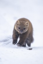 European pine marten (Martes martes) running in the snow in winter, National Park Bavarian Forest,