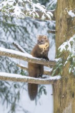 European pine marten (Martes martes) standing standing on a tree in winter, National Park Bavarian