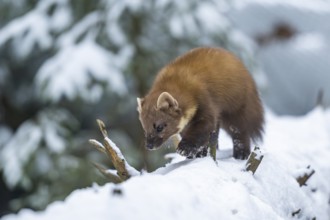 European pine marten (Martes martes) walking in the snow in winter, National Park Bavarian Forest,