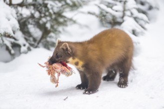 European pine marten (Martes martes) with a chick in his mouth standing in the snow in winter,