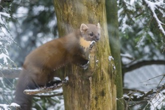 European pine marten (Martes martes) standing standing on a tree in winter, National Park Bavarian