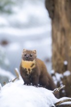European pine marten (Martes martes) standing in the snow in winter, National Park Bavarian Forest,