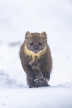 European pine marten (Martes martes) running in the snow in winter, National Park Bavarian Forest,