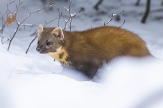 European pine marten (Martes martes) standing in the snow in winter, National Park Bavarian Forest,